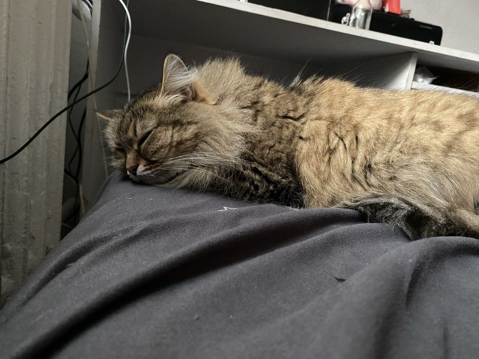 Отдам кошку в добрые руки