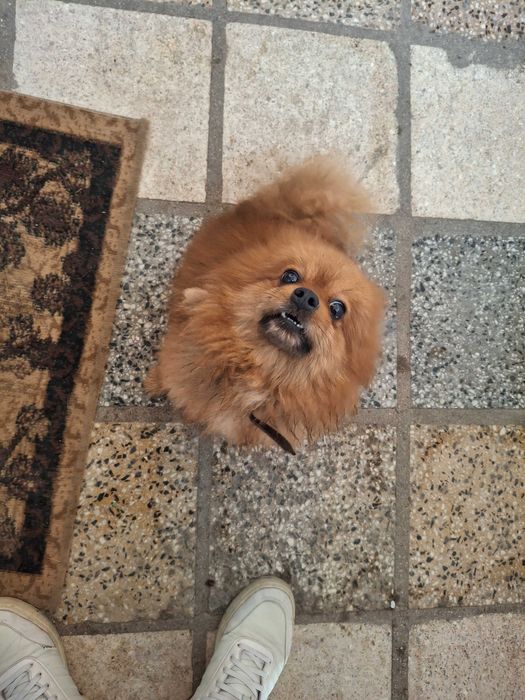 Мъжки померан на 3г