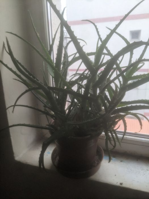 Vând Ghiveci Aloe