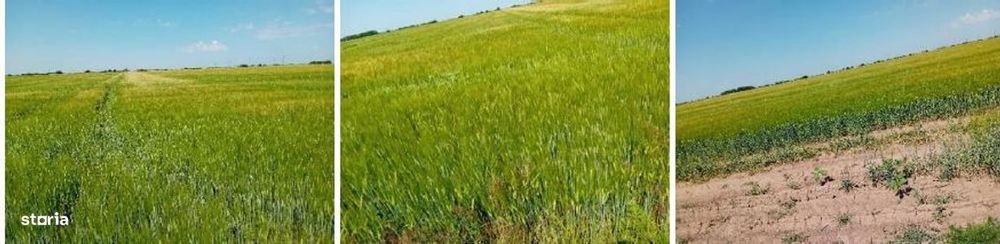 Teren extravilan PEris, ID: R3454876