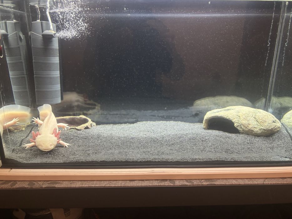 Axolotl cu acvariu de 100 l