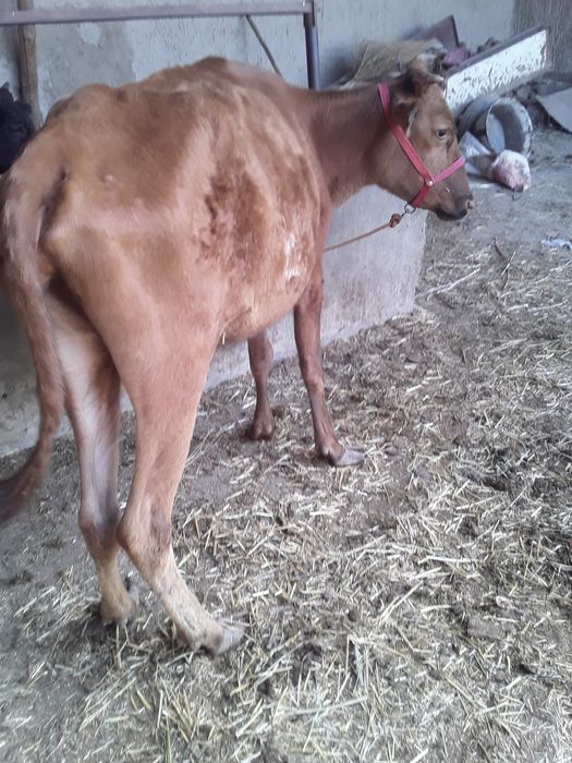 5..Oylik Bug‘oz Sigir Sotiladi. Buxoro Jondor