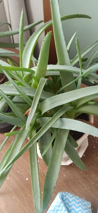 Лечебные алоэ, трёхлетний и более.