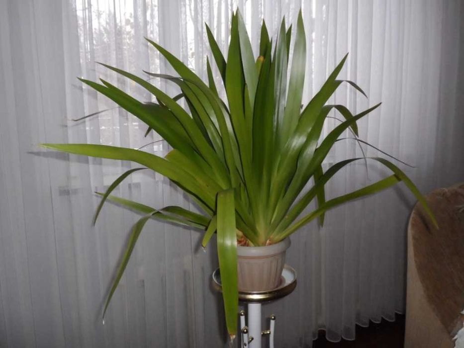 Фикус Бенджамина   алое   Неомарика