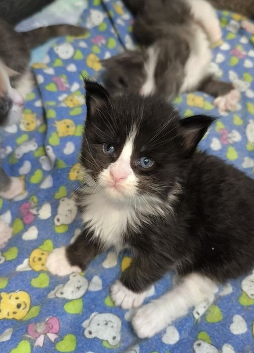 Продам котят Мейкун