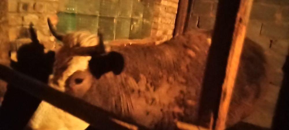 Продам корову на мясо