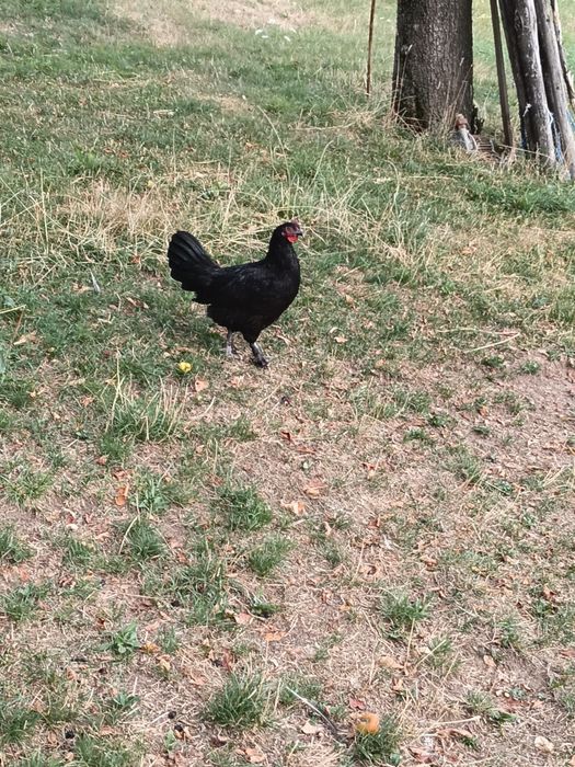 Puicute australorp