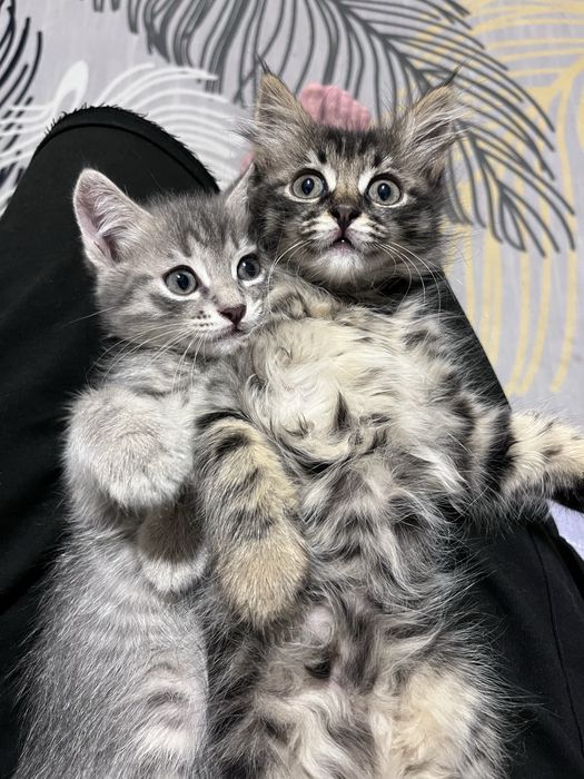 Отдам котят в хорошие руки
