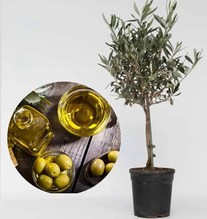 Măslin la ghiveci