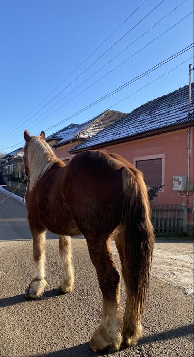 Mânz de vânzare !!