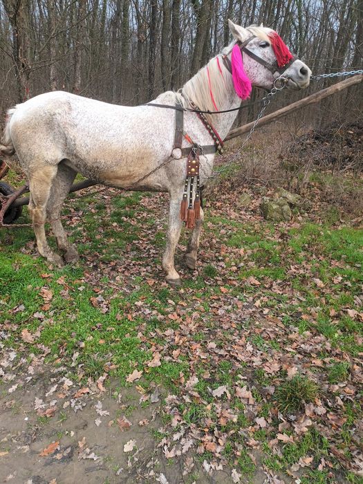 Vând iapa cu tot cu faiton