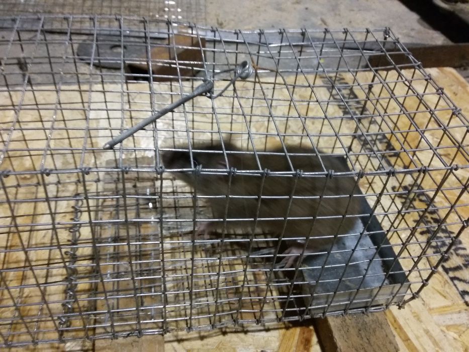 ловушка для крыс