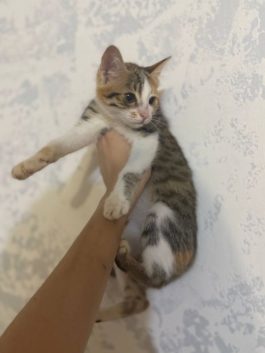 Котята в добрые руки. Ташкент