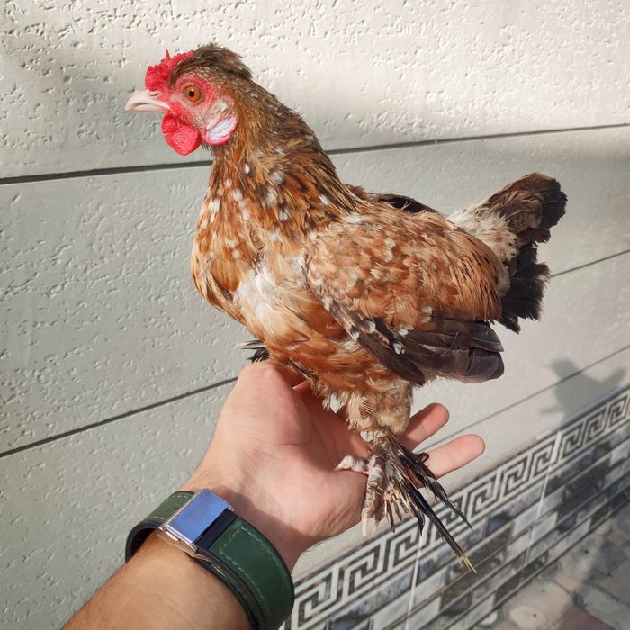 Yapon xoroz tovuqlar sotiladi