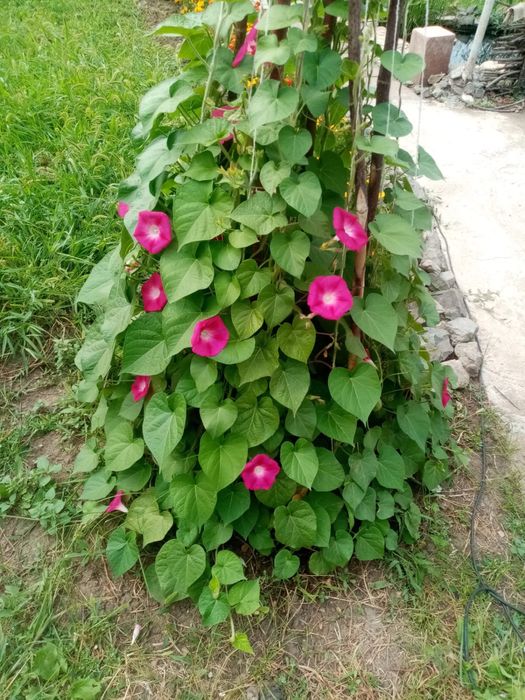 Продается дача 1-ая дачная