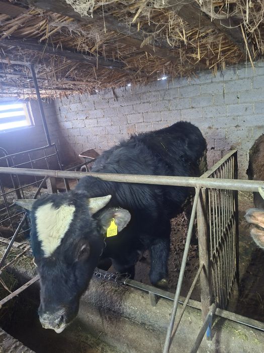 Буқа сатам, продам Быка.