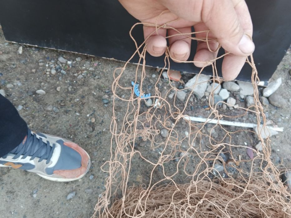 Балик тур сотилади