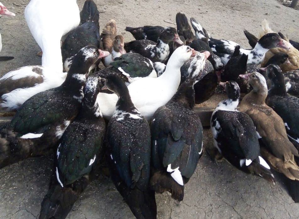 Срочно Продаётся Индоутка мускусние