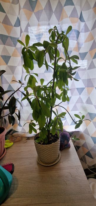 Продам комнатные цветы