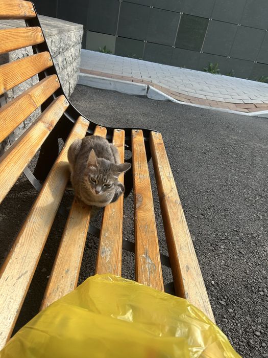 котёнок на вид годик, в добрые руки