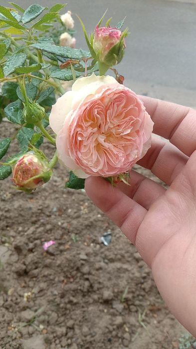 Atirgul ko'chatlari sotiladi