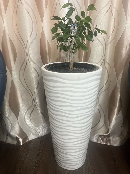 Комнатный цветок ( Фикус Бенжамин)