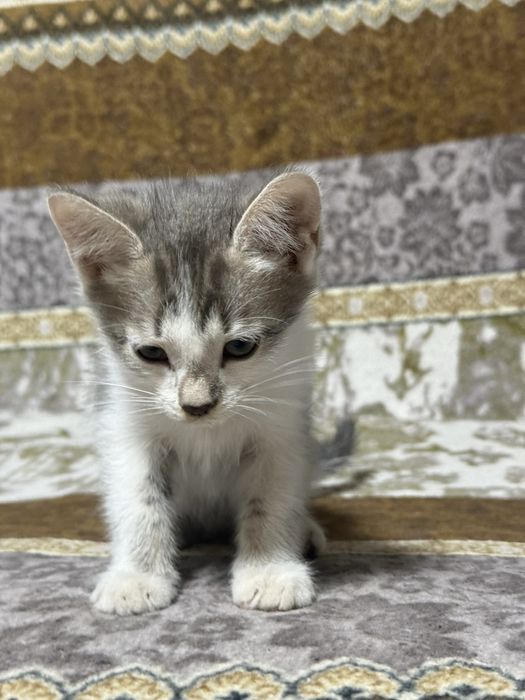 Отдам котенка мальчика
