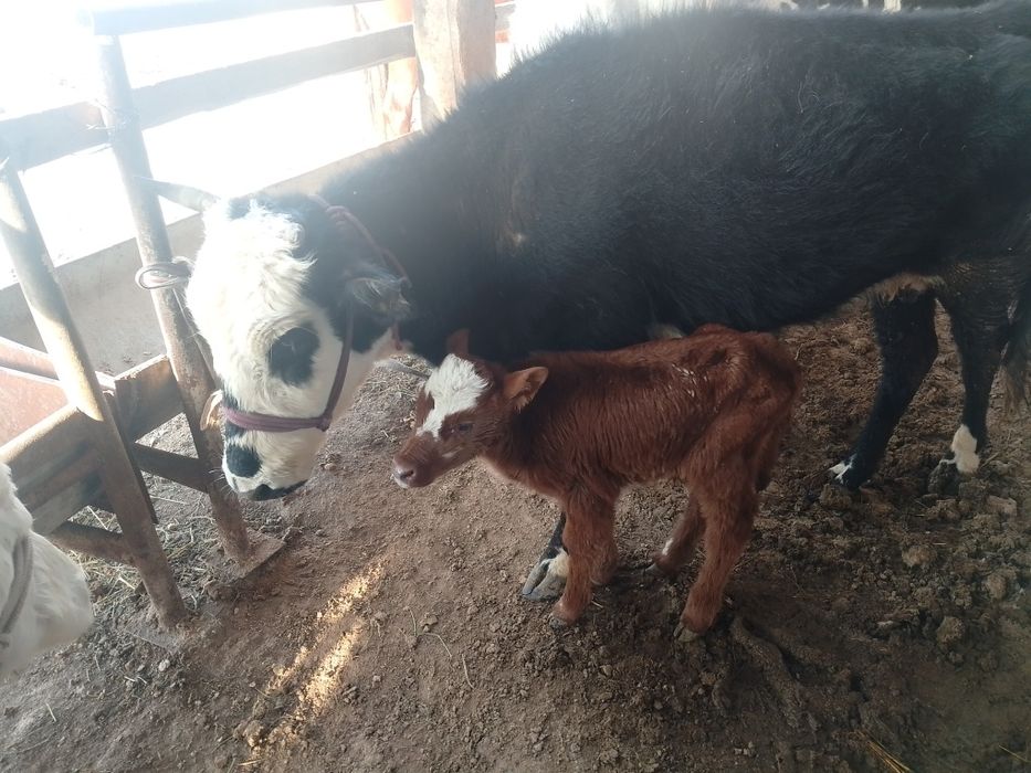 Бузаулы кашарлар