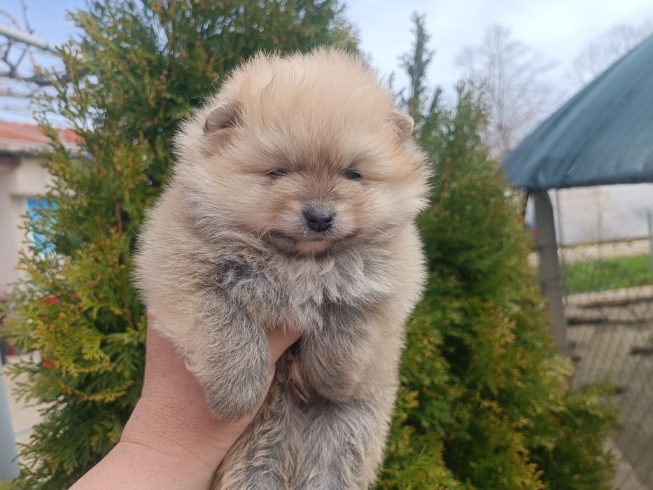 Померан/Померани