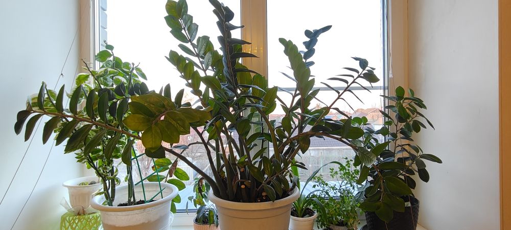 Продам долларовое дерево