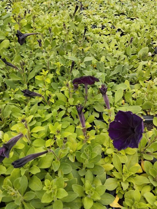 Продам рассаду цветов