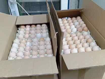 Инкубационное яйцо доминант чехия оплод отличный