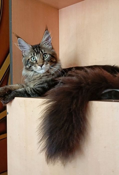 Мейн Кун — роскошный котик - Шеф!  От питомника  "Fluffy Tale".
