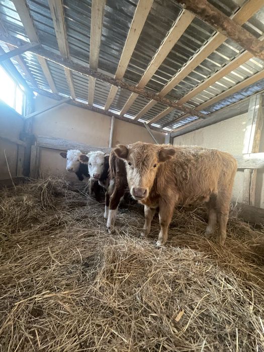 4 еркек баспақ сатылады. 1 құнажын сатылады. Продается быки и телка