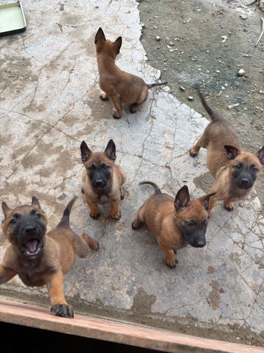 Белгийска Овчарка Малиноа