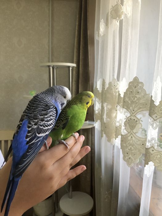 Продам волнистых попугайчиков