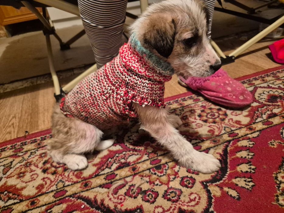 Ищу хозяев для щеночка!