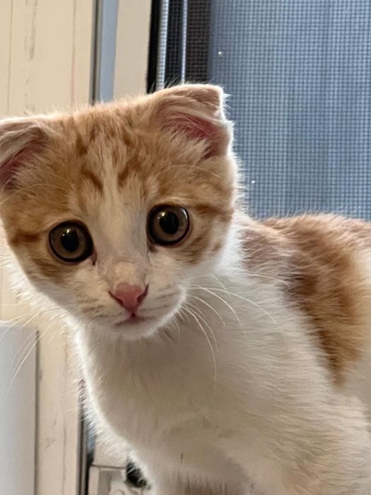 Котик активный 4 месяцев