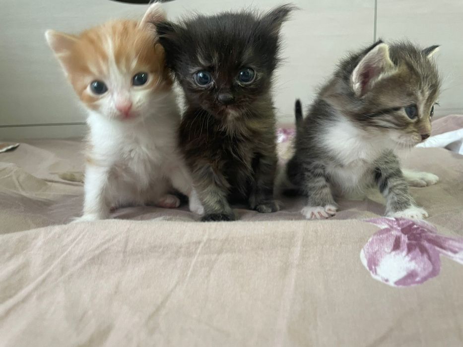 Котята, пушистые, добрый