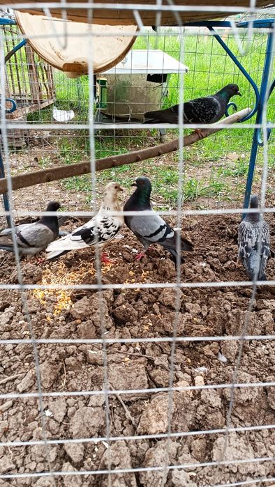 Продам диких голубей..