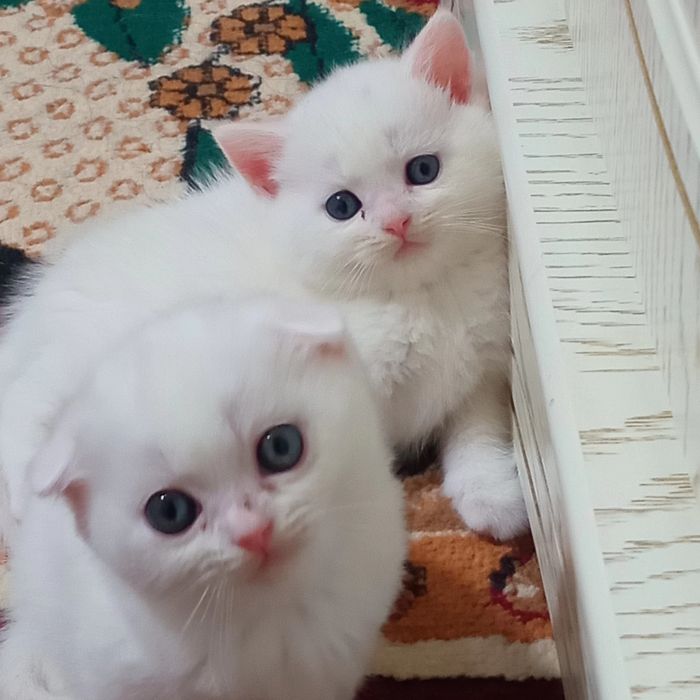 Parodali mushuk sotiladi