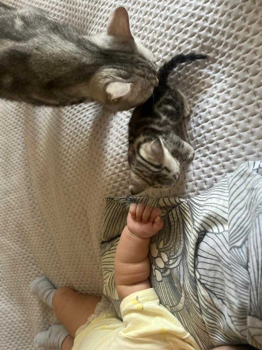 Котята породистые