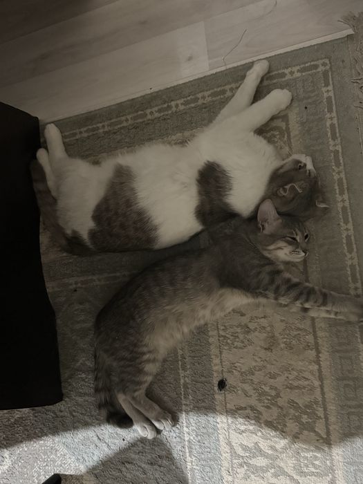 Отдам котёнка, девочку