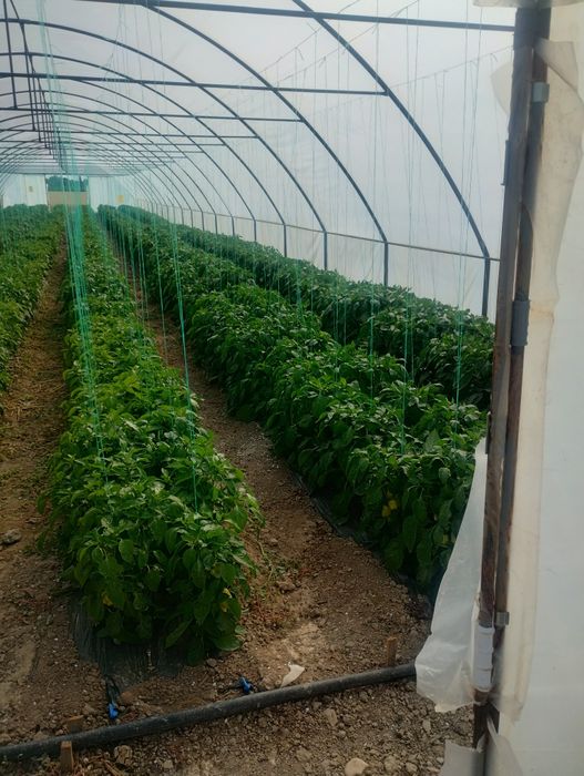 Solariul casei pt legume