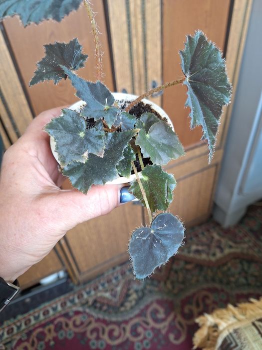 Бегония чёрный бархат,  продам деток