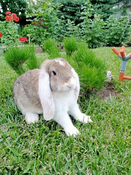 Продаются   крольчата