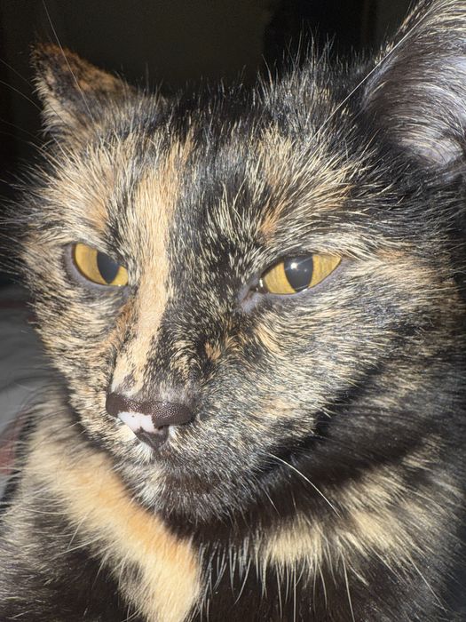 Отдам бесплатно кошечку