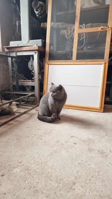 Британский оргинал парода