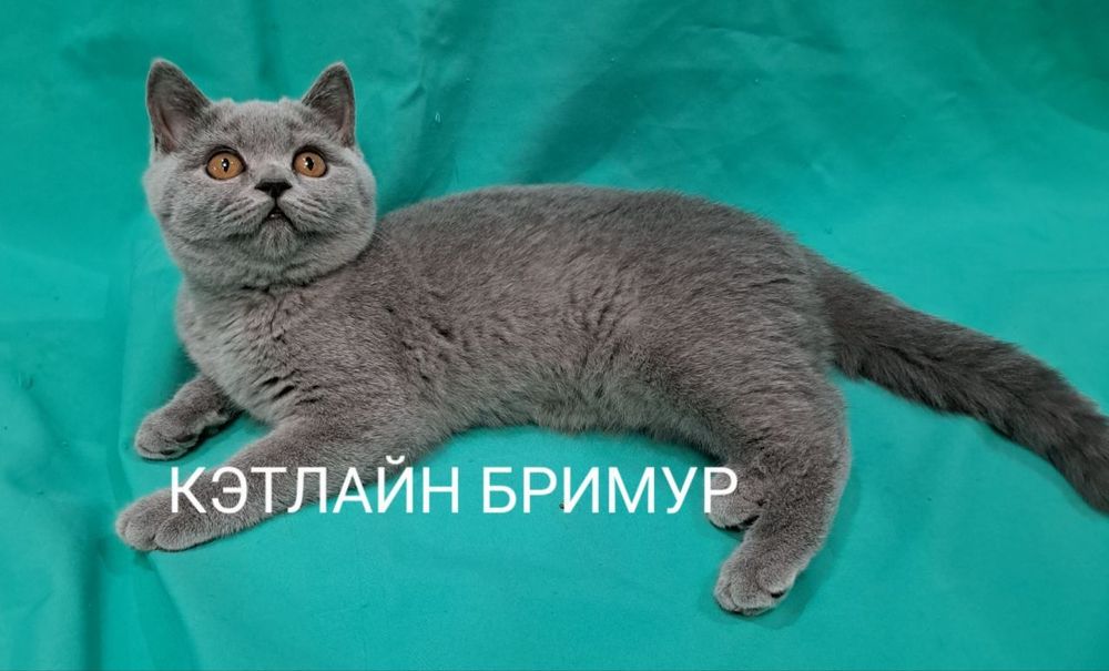 Британские котята из питомника!
