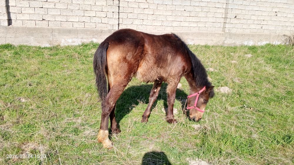 7 oylik toy sotiladi